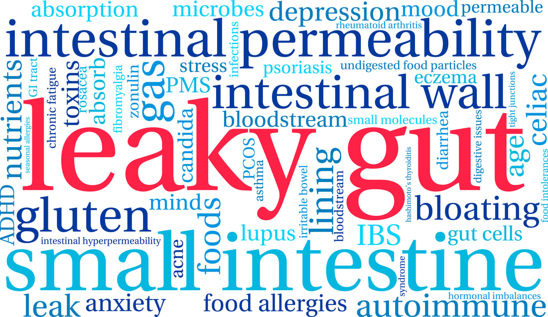 “Leaky Gut” Update 2024